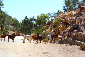 Beautiful goats, brown, white, black and white, fighting and playing in the mountain, near bolonia beach, Tarifa, Cadiz, Spain.