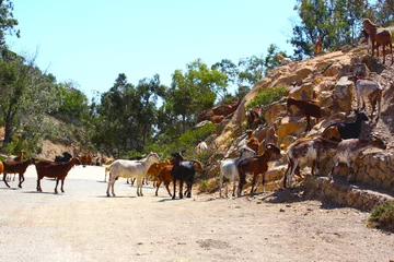 Photo sur Plexiglas Plage de Bolonia, Tarifa, Espagne Belles chèvres, brunes, blanches, noires et blanches, combattant et jouant dans la montagne, près de la plage de Bolonia, Tarifa, Cadix, Espagne.