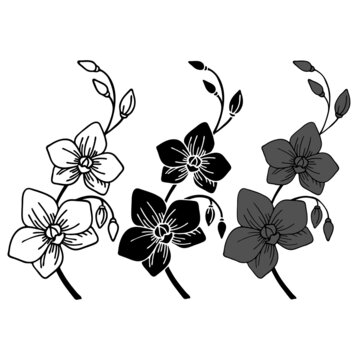 Vector illustration, floral ornament, orchid silhouette in black, isolate on a white background, for design of cards, banners
