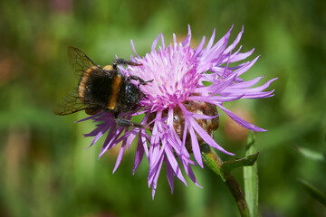Bumblebee collecting pollen on meadow flowers of Bitsevsky forest