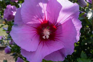 Hibiskus und Hummel © Safra-Fotografie