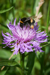 Bumblebee collects honey on a meadow cornflower flower
