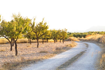Fototapeta premium Almond grove next to a sidewalk and a stone wall