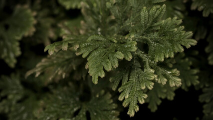Beautiful background made with young green fern leaves. Color of kale. Perfect natural fern pattern. Natural floral background in sunlight.