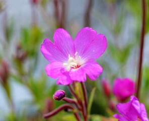 Great Willowherb (Epilobium hirsutum).