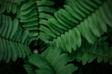 Beautiful background made with young green fern leaves. Color of kale. Perfect natural fern pattern. Natural floral background in sunlight.