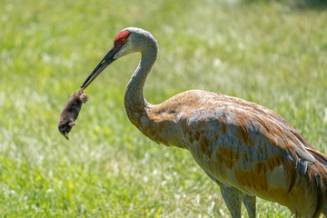 sandhill crane has found a star nosed mole in the wetlands © J.A.