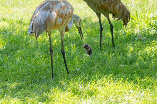 Sandhill Crane Has Found A Star Nosed Mole In The Wetlands