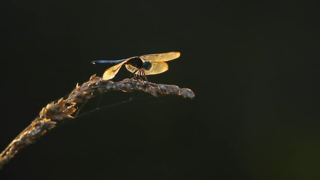A Erythrodiplax minuscula (Little Blue Dragonlet) dragonfly is standing on a wheat tassel. It then takes off, catches a fly and comes back to eat it. A telephoto footage of a real time wildlife action