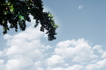 Obraz premium Branches of a green tree against the blue sky. The clouds