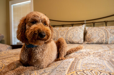 Low angle view of a Goldendoodle dog laying on the bed.