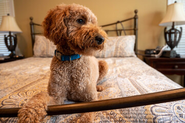 Goldendoodle dog laying on the bed looking away with paw on the footboard.