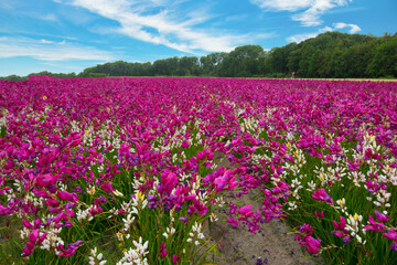 Obraz premium Blumenfeld in Nordholland nahe Egmond