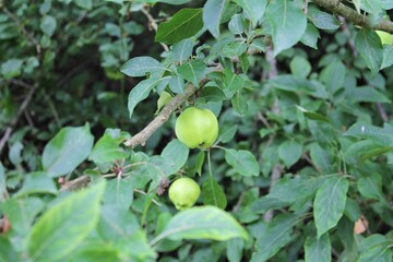 Wild green quince on branch 2