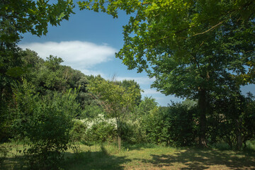 trees in field, Garrotxa, Spain