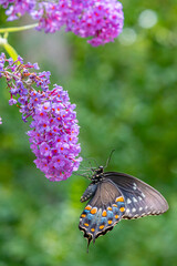 Beautiful black swallowtail butterfly with colorful spots perched on purple flower of butterfly bush