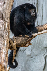 a male black howler