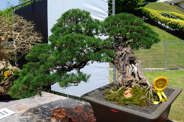 PUTRAJAYA, MALAYSIA -MAY 30, 2016: Bonsai tree display for public at the Royal Floria Putrajaya...