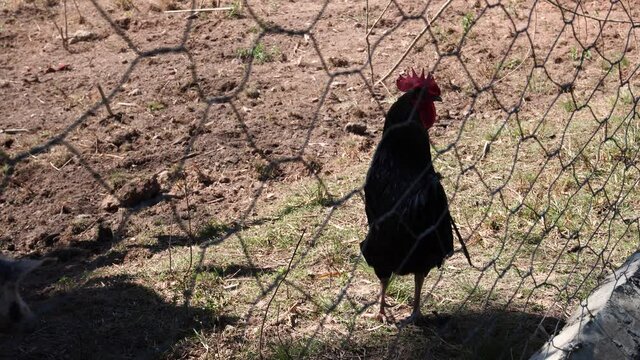 black rooster behind serca with walking pigs