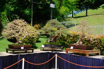 PUTRAJAYA, MALAYSIA -MAY 30, 2016: Bonsai tree display for public at the Royal Floria Putrajaya...
