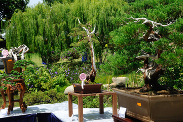 PUTRAJAYA, MALAYSIA -MAY 30, 2016: Bonsai tree display for public at the Royal Floria Putrajaya...