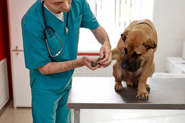 careful vet checking nails and paw of dog, pet sitting on table, calm