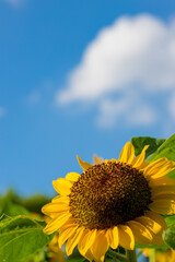 見上げる向日葵