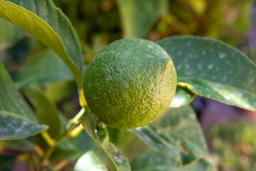 Limón verde en árbol