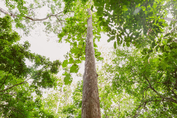 Low angle view of Teakwood tree branch and leaf as background beautiful