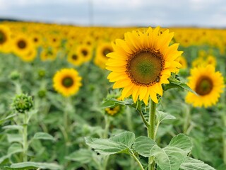 Fototapeta premium field of sunflowers
