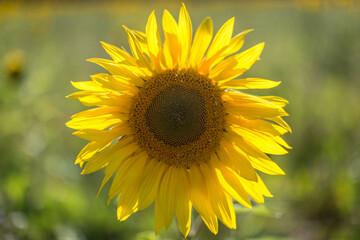 A Close Up Photograph of a Sunflower Head
