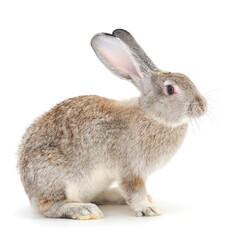 Obraz premium Gray rabbit isolated.