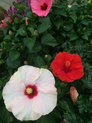 colorful flowers