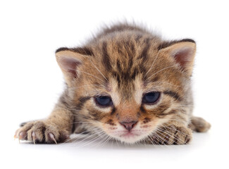Obraz premium Kitten on white background.