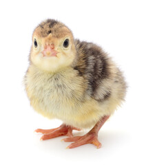 Chicken turkey isolated.