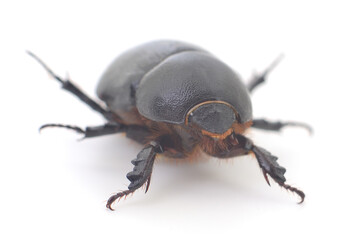 Black beetle isolated.