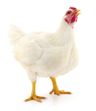 white hen isolated.