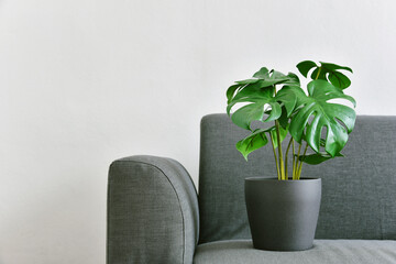 Artificial plant, Philodendron monstera planted on sofa, Indoor tropical houseplant for home and living room interior. - obrazy, fototapety, plakaty