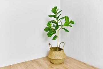 Artificial plant, Fiddle leaf fig tree on room corner, Indoor tropical houseplant for home and living room interior.