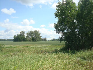 Tree in green field and blue sky