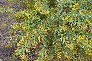 Dittrichia viscosa or false yellowhead plant