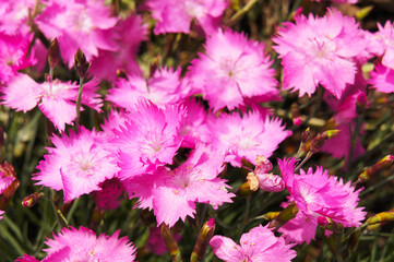 dianthus gratianopolitanus or cheddar pink small flowers