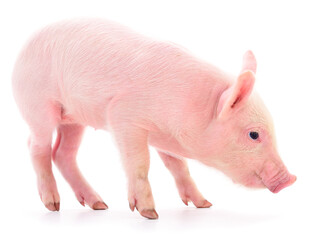 Small pink pig isolated.