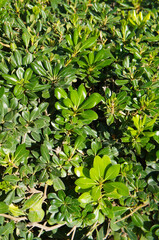 Pittosporum tobira pittosporum or mock orange green leaves background vertcial