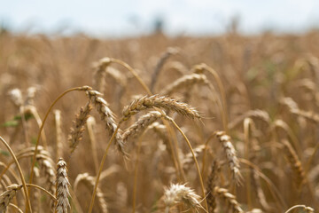 Ear of wheat close up