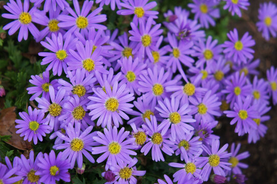 brachyscome angustifolia brasco violet flowers background