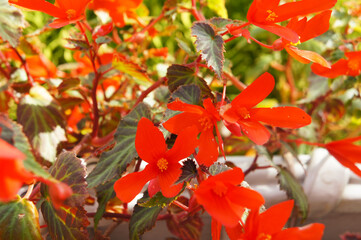 Upright fire begonia blossoming flowers