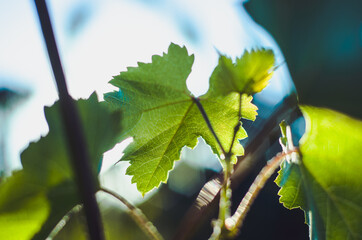 Low angle green grape vine leaf branch in autumn, concept: harvest, autumn, abundance