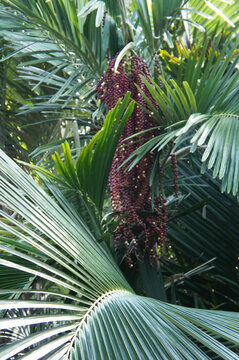 Howea forsteriana or kentia palm with leaves and seeds vertical