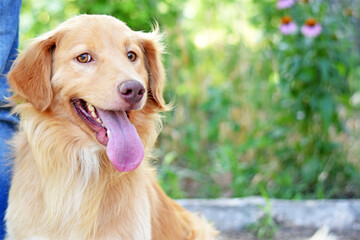 a beautiful red haired dog looks at the camera with his tongue out.